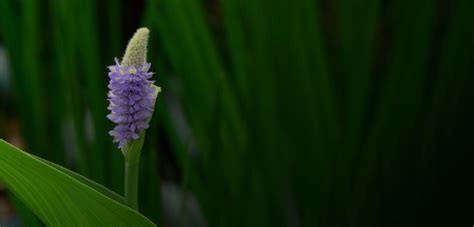 Wetland Plants Inc