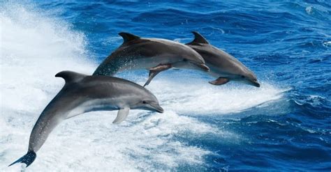 Dolphin Lifespan: How Long Do Dolphins Live? - A-Z Animals