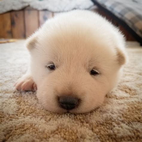 Meet Snow the Jindo puppy. : r/aww