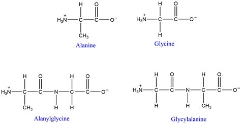 Structure Of Dipeptide