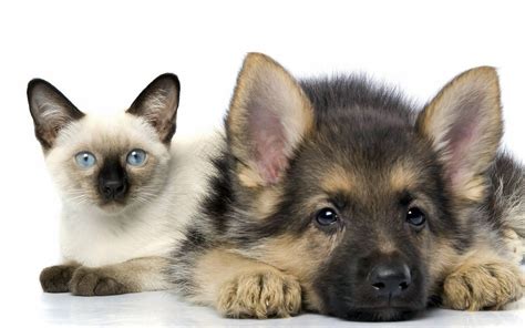 Baby Cats And Dogs Wallpapers - Wallpaper Cave