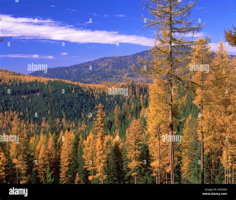 Colville National Forest WA Fall colors of Western Larch Larix ...