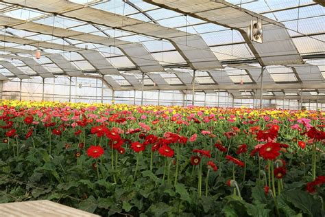 Survey: Kenya's flower sector employs more workers, shows signs of ...