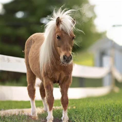 10 Of The Smallest Horse Breeds | Strathorn Farm Stables