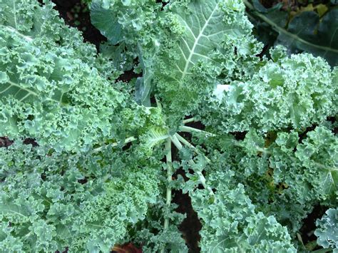 Kale Seeds | Nature & Nurture Seeds