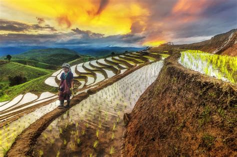 Terraced Rice Field in Chiangmai, Thailand | Rice field, Thailand ...