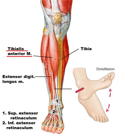 Posts about Muscle on Osteopathy Singapore | Medical anatomy, Joints ...