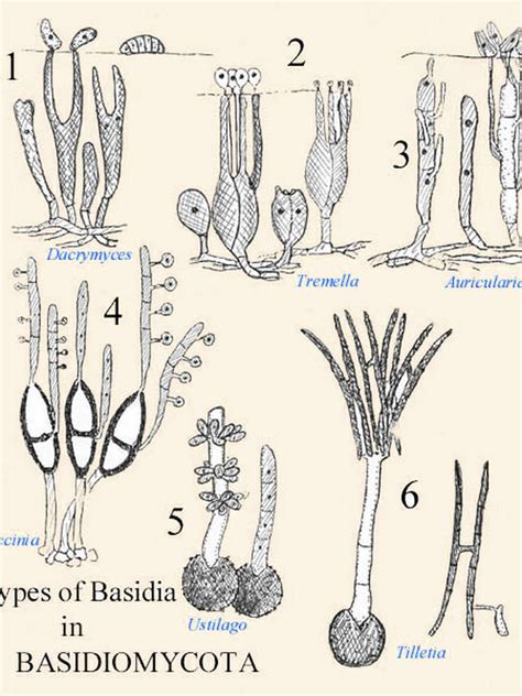 Basidia - diagrams of various types