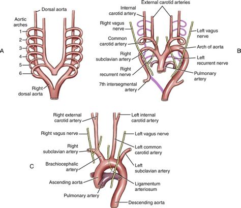 Embryology and Physiology of the Fetal Heart | Radiology Key