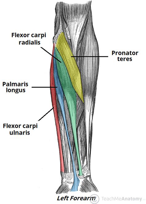 Muscles of the Anterior Forearm - Flexion - Pronation - TeachMeAnatomy