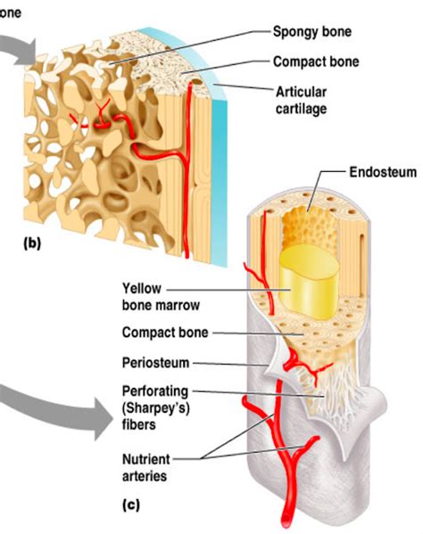 anatomy ch 5: skeletal system - spongy bone/diaphysis diagram (wise ...