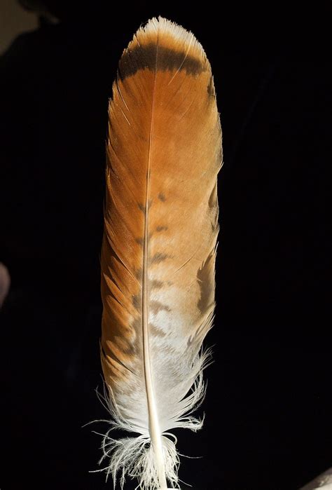 Tail feather of a Red Tailed Hawk - a photo on Flickriver