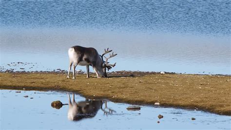 Wild Arctic Reindeers In Natural Habitat - Spitsbergen Stock Footage ...