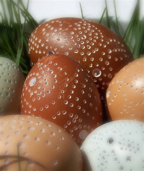 More Lace Eggs! | Community Chickens