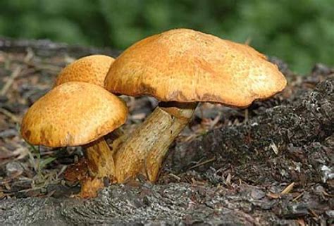 Gymnopilus