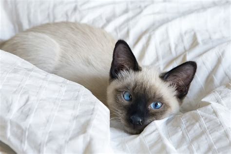 Siamese Cat Facts | ASPCA Pet Health Insurance