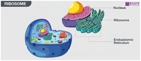 Ribosomes Function In Plant Cell - Plant Ideas