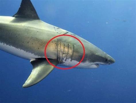 Discover Intriguing Shark Facts 🎖️ Apex Shark Expeditions