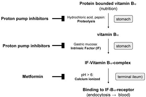 How Metformin Causes Vitamin B12 deficiency? | Epomedicine