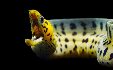 Yellow-Head Moray Eel - Quality Marine