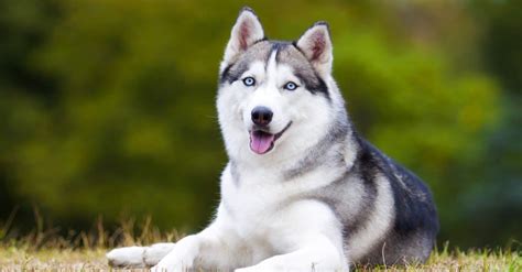 Husky - A-Z Animals