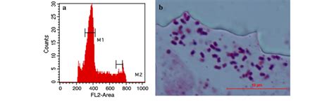 Identification of allohexaploid. a DNA content of the hexaploid ...