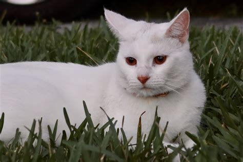 My neighbors cat has red eyes! : r/aww