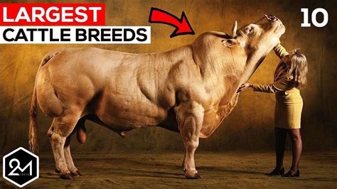 Top 10 Biggest Cattle Breeds In The World - Biggest Cows & Bulls