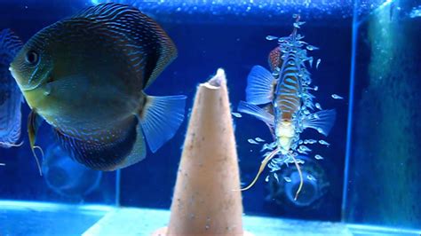 Breeding Discus - Blue Turquoise Discus Breeding Pair with Fry [HD ...