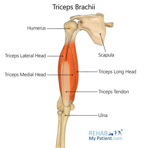 Triceps Brachii | Rehab My Patient