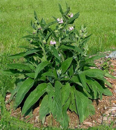 Comfrey Root Cuttings Bocking 4 - Etsy