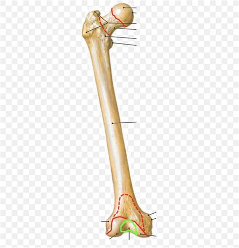 Epicondyle Anatomy