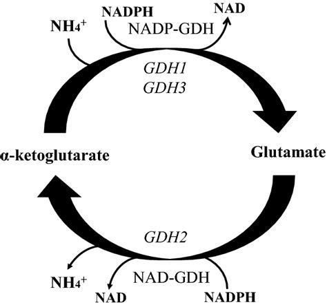 Schematic presentation of the GDH pathway. Synthesis of glutamate ...