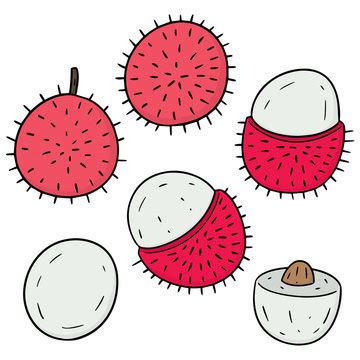 Rambutan Vector Images – Browse 4,004 Stock Photos, Vectors, and Video ...