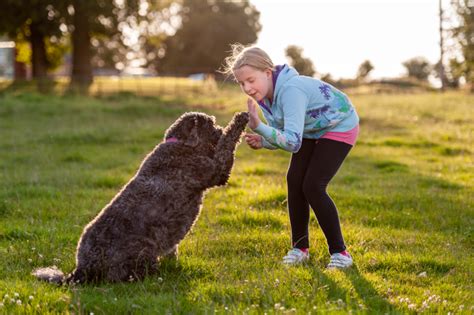 Labradoodles and Children: Tips for Keeping Your Family Safe and Happy ...