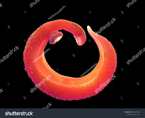 123 Schistosoma Mansoni Images, Stock Photos, 3D objects, & Vectors ...