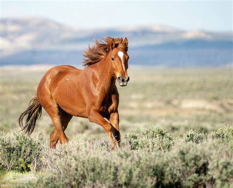 Proud and Free - Wild Mustang Horse Photograph by Judi Dressler - Pixels