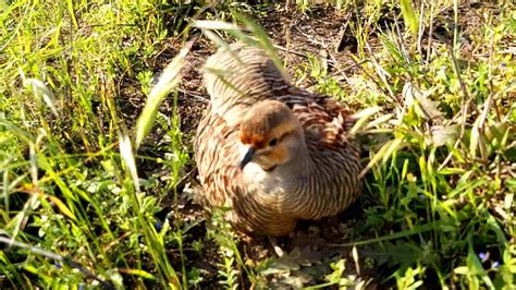 Teetar bird | dakhni Teetar searching for food | teetar bird sound ...