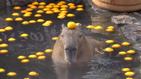 [100+] Capybara Wallpapers | Wallpapers.com