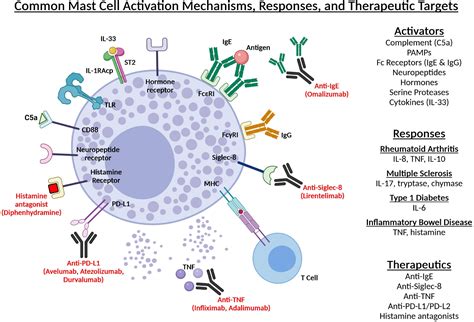 Frontiers | Mast Cells as Important Regulators in Autoimmunity and ...