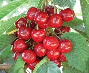 Sweetheart™ Cherry | DWN Variety Finder