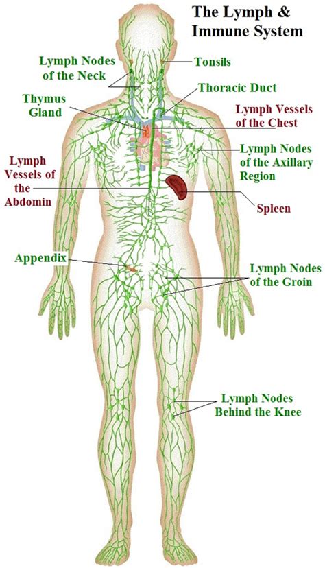 Lymphatic & Immune System - Part 1