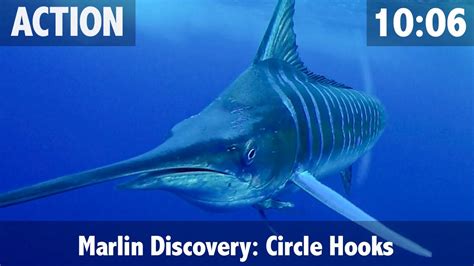 How to Catch a Marlin & How to Feed a Marlin your Bait - YouTube