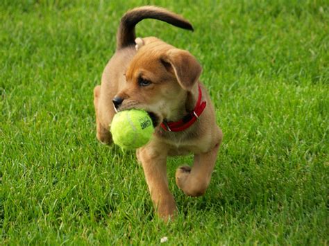 K9s on the Front Line - Do Tennis Balls Harm Your Dog's Teeth?