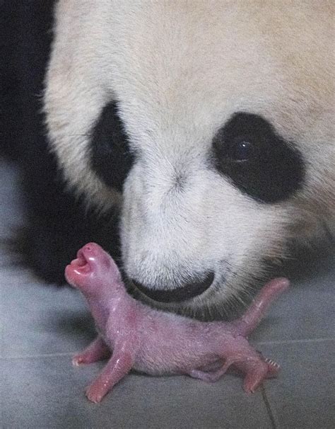 China-leased giant panda gives birth to female cub in S. Korea - Xinhua ...