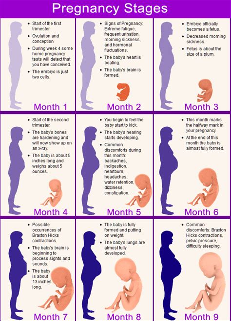 Pregnancy Calendar Overview | LoveToKnow