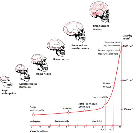 Human Evolution Skull Chart