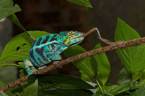 Panther Chameleon Tongue | Sean Crane Photography