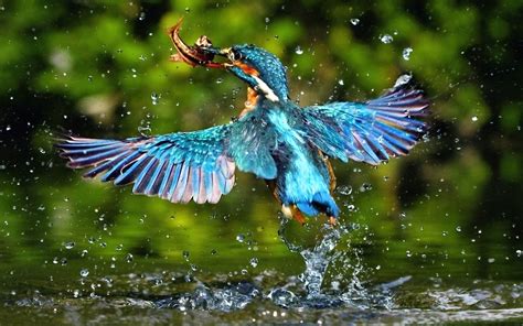 Free picture: exotic, beautiful, bird, wings, colourful, feathers