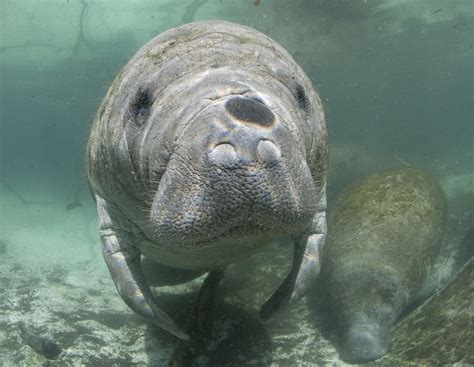 3 Threats Facing Manatees Today - Ocean Conservancy